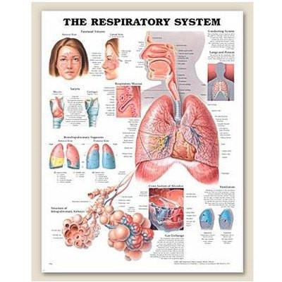 RESPIRATORY